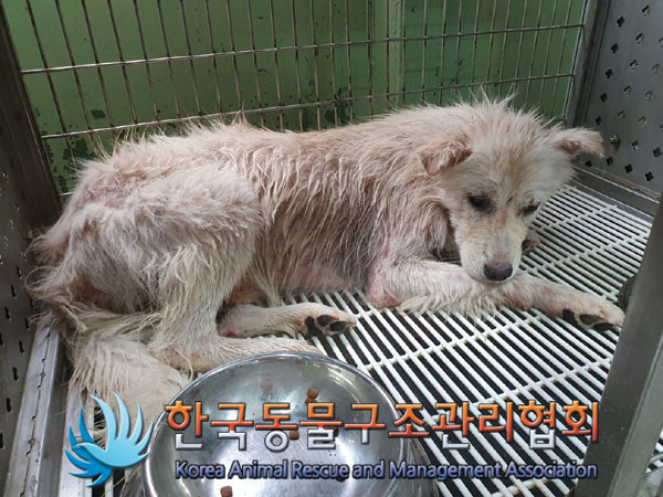 한국동물구조관리협회_441559202300865
