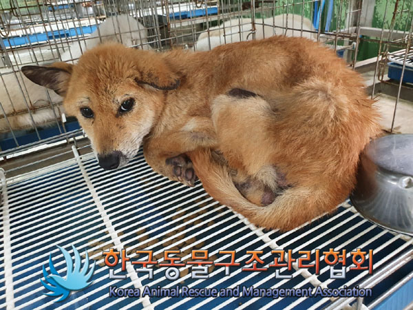 한국동물구조관리협회_441559202300863