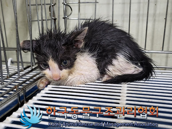 한국동물구조관리협회_441406202301176