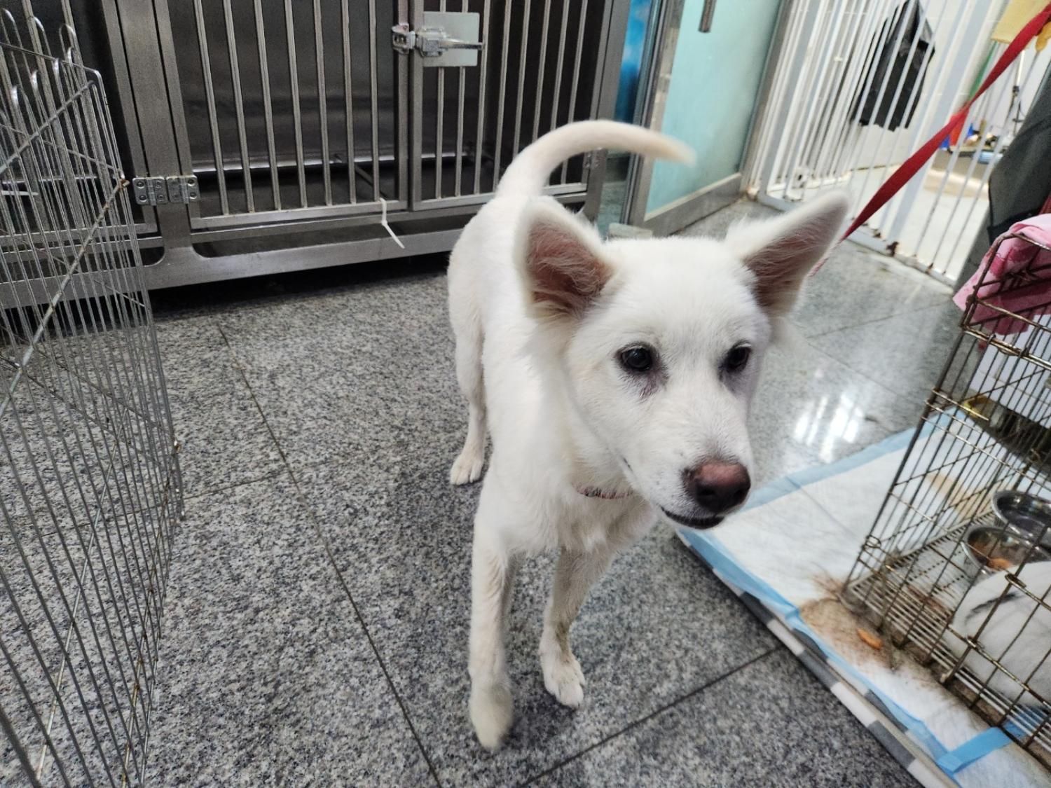광주 동물보호소_429363202300784