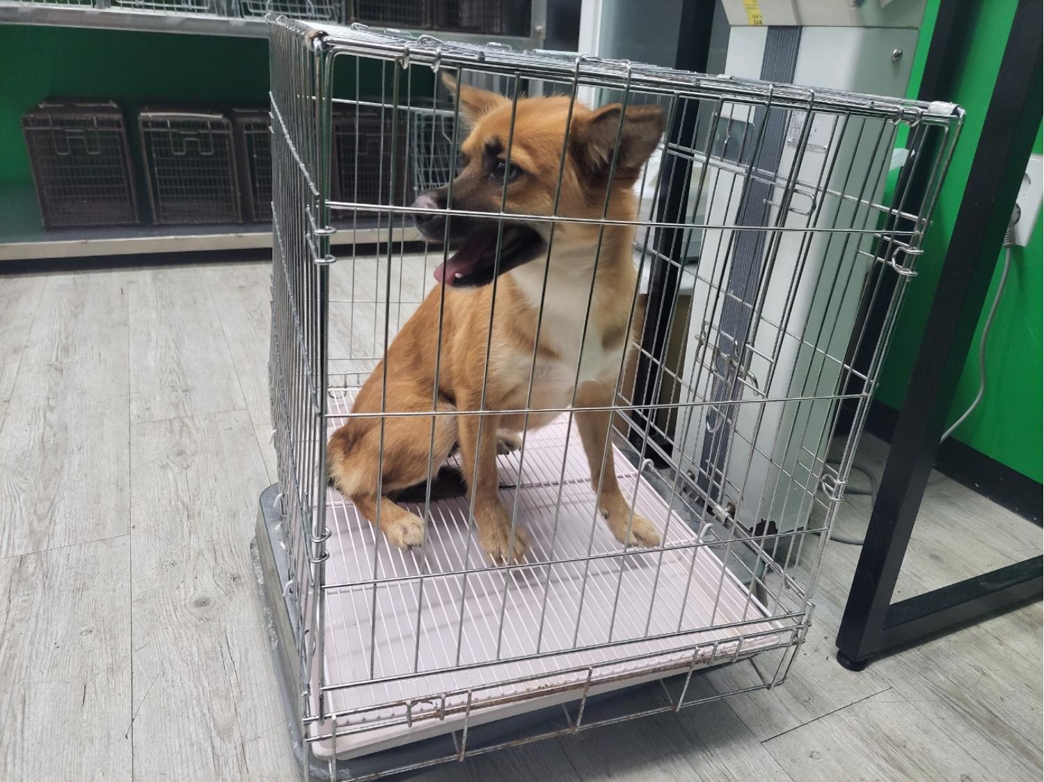 고양시동물보호센터_441394202301747