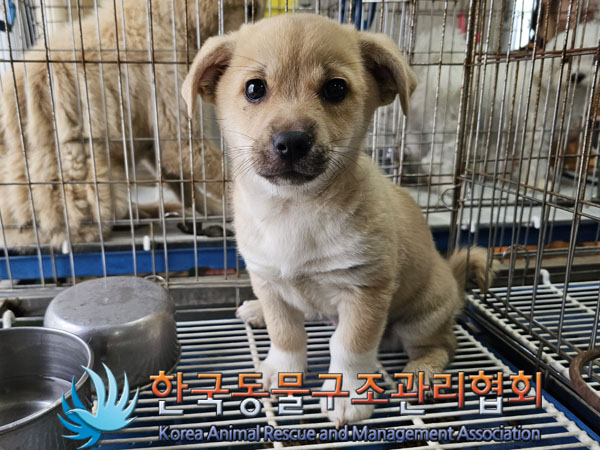 한국동물구조관리협회_441559202300868