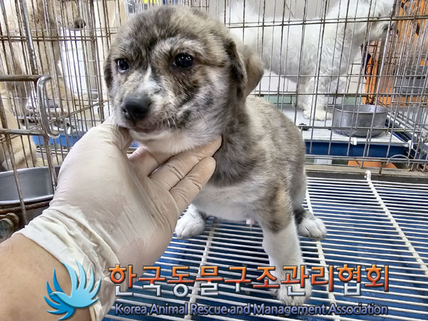 한국동물구조관리협회_441559202300867