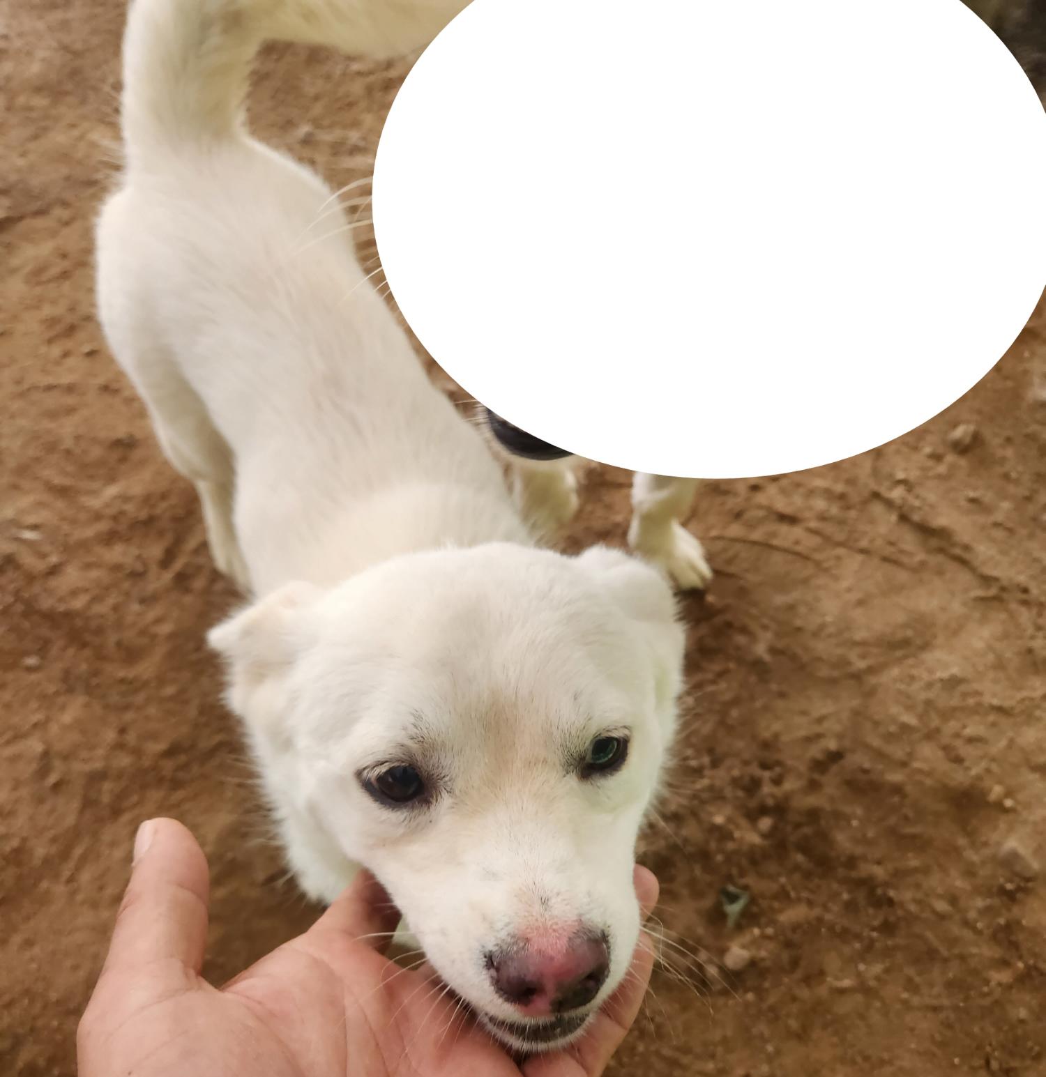 더가까운동물병원_443442202300151