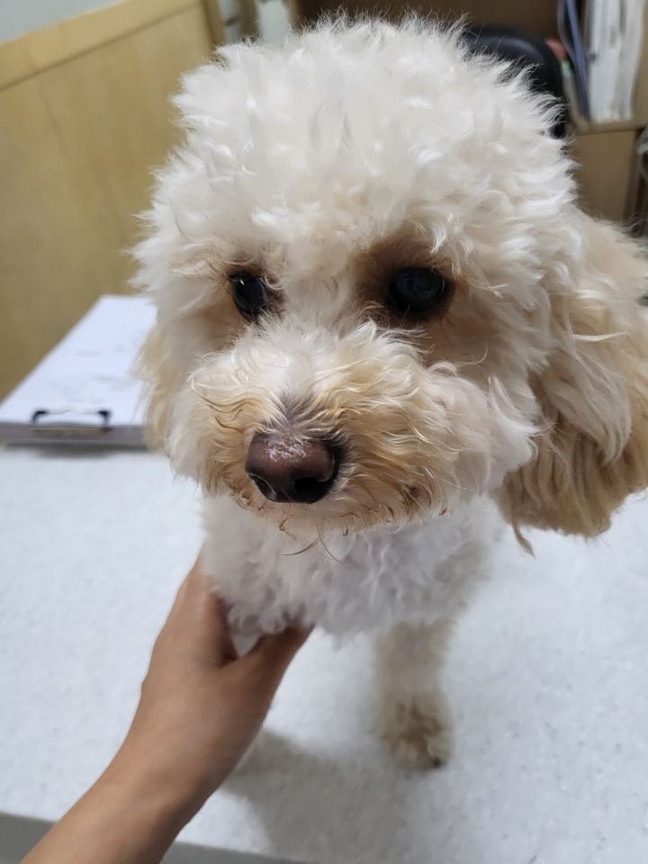 최종주동물병원_443444202300454