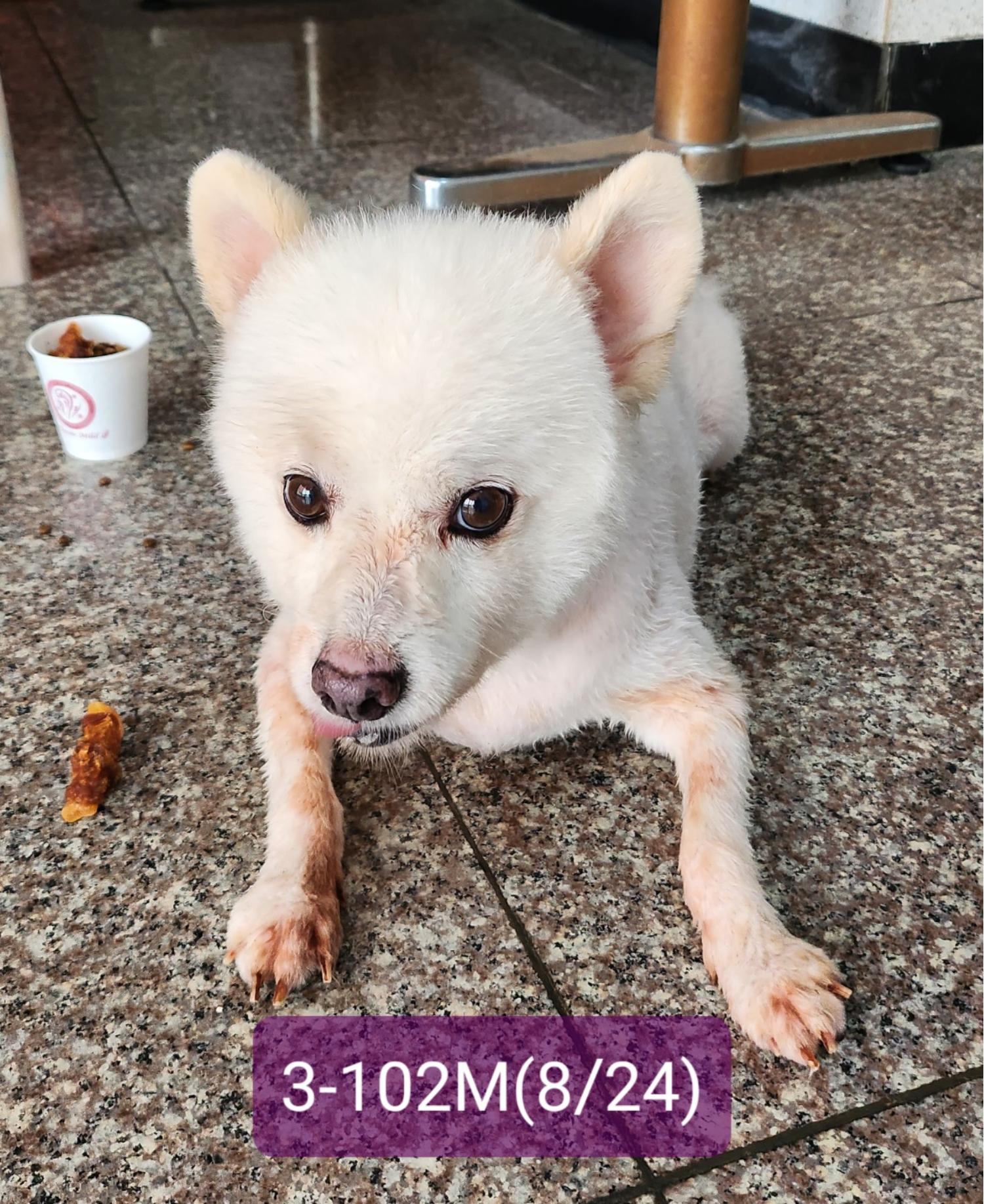 고성군유기동물보호소_448542202301779