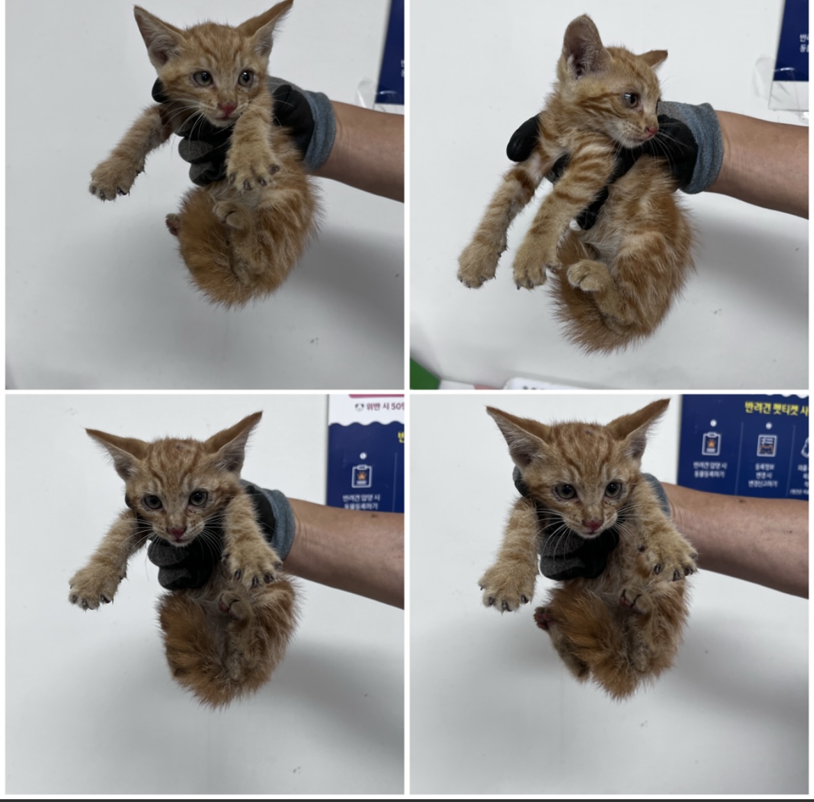 천안시유기동물보호소_444449202301836