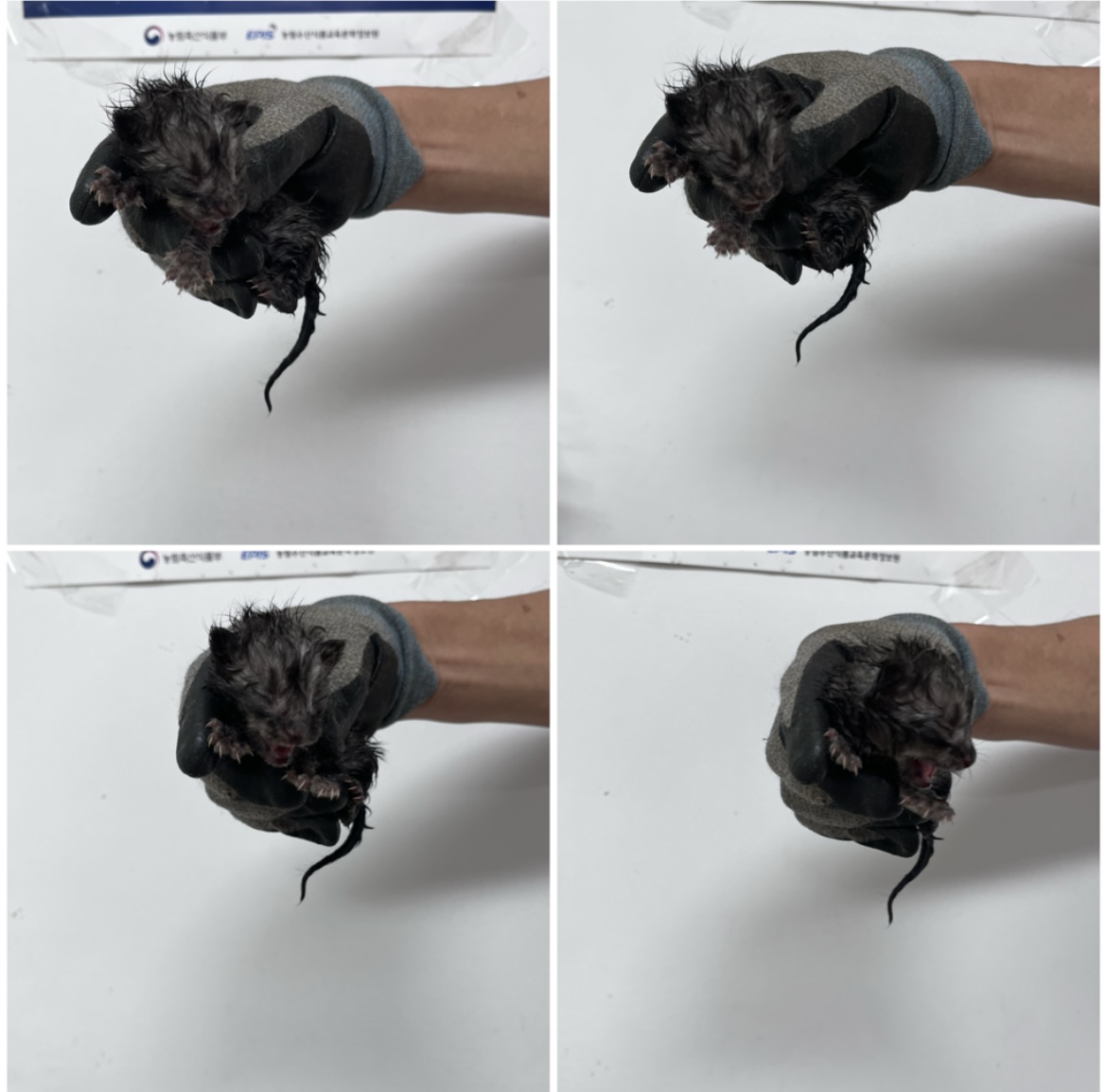 천안시유기동물보호소_444449202301834