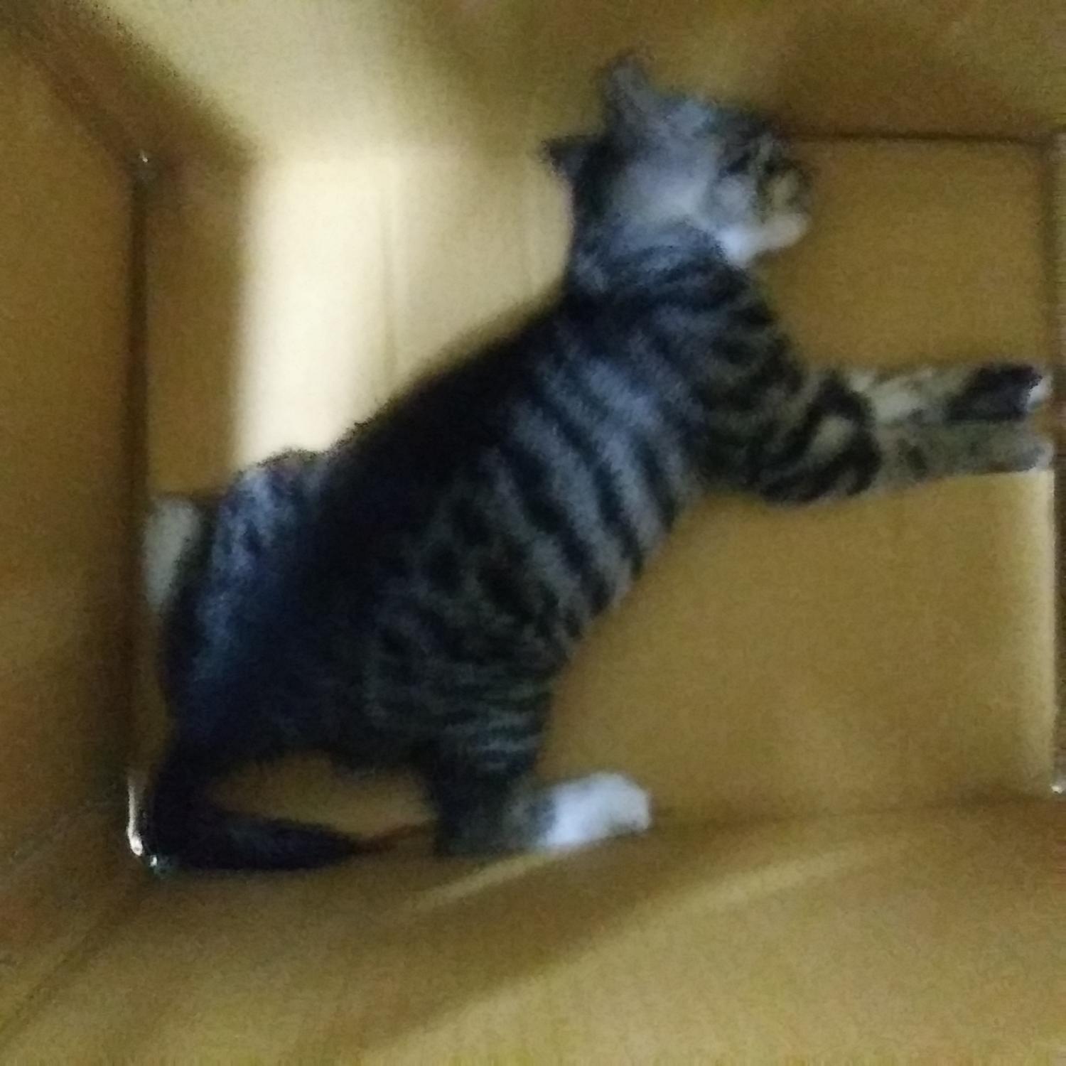 인천광역시수의사회_428353202300936