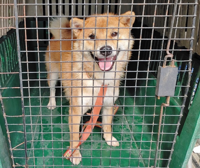 마산유기동물보호소_448528202300966