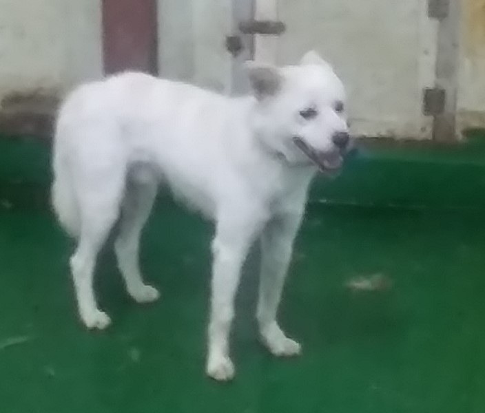 인천광역시수의사회_428353202300933