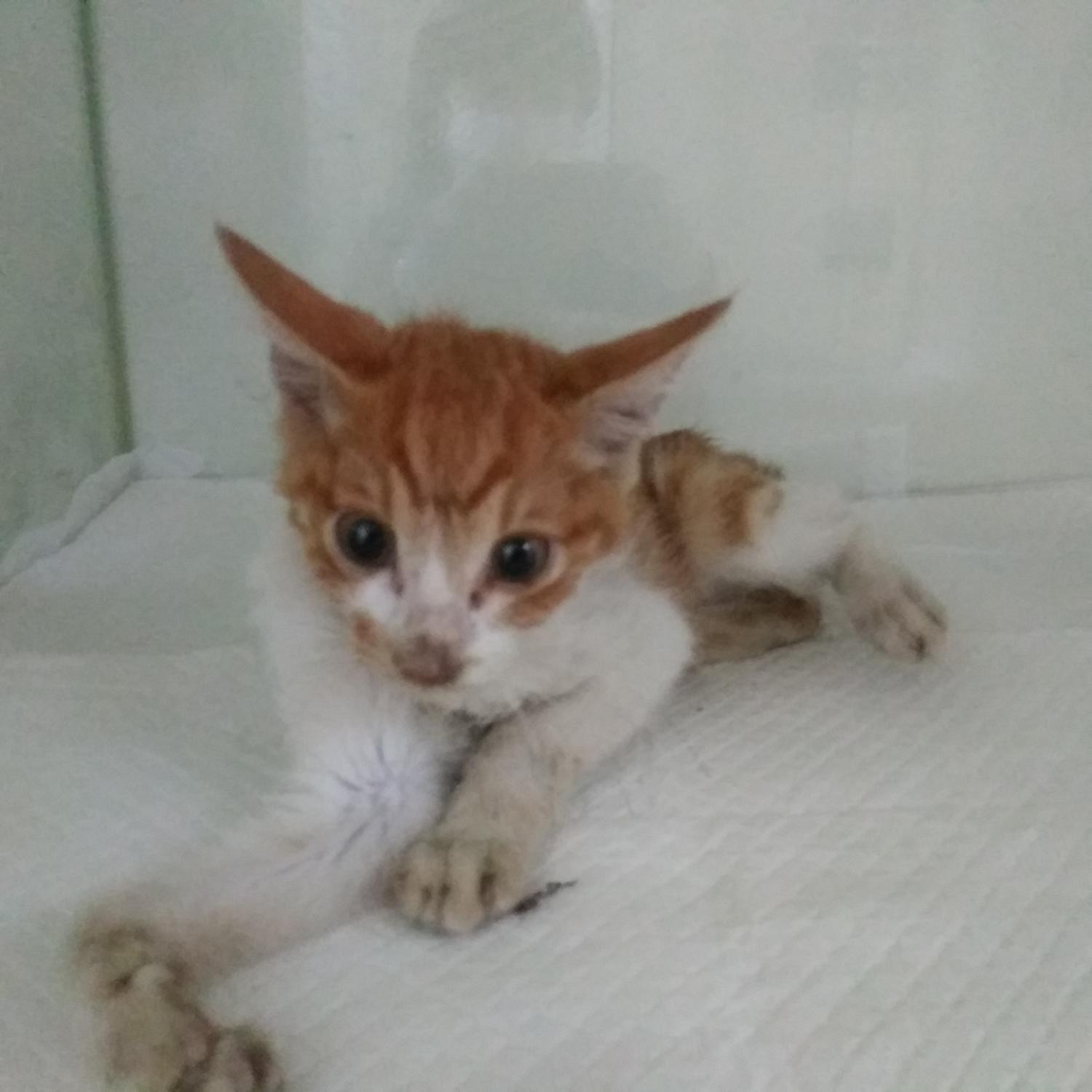 인천광역시수의사회_428353202300937