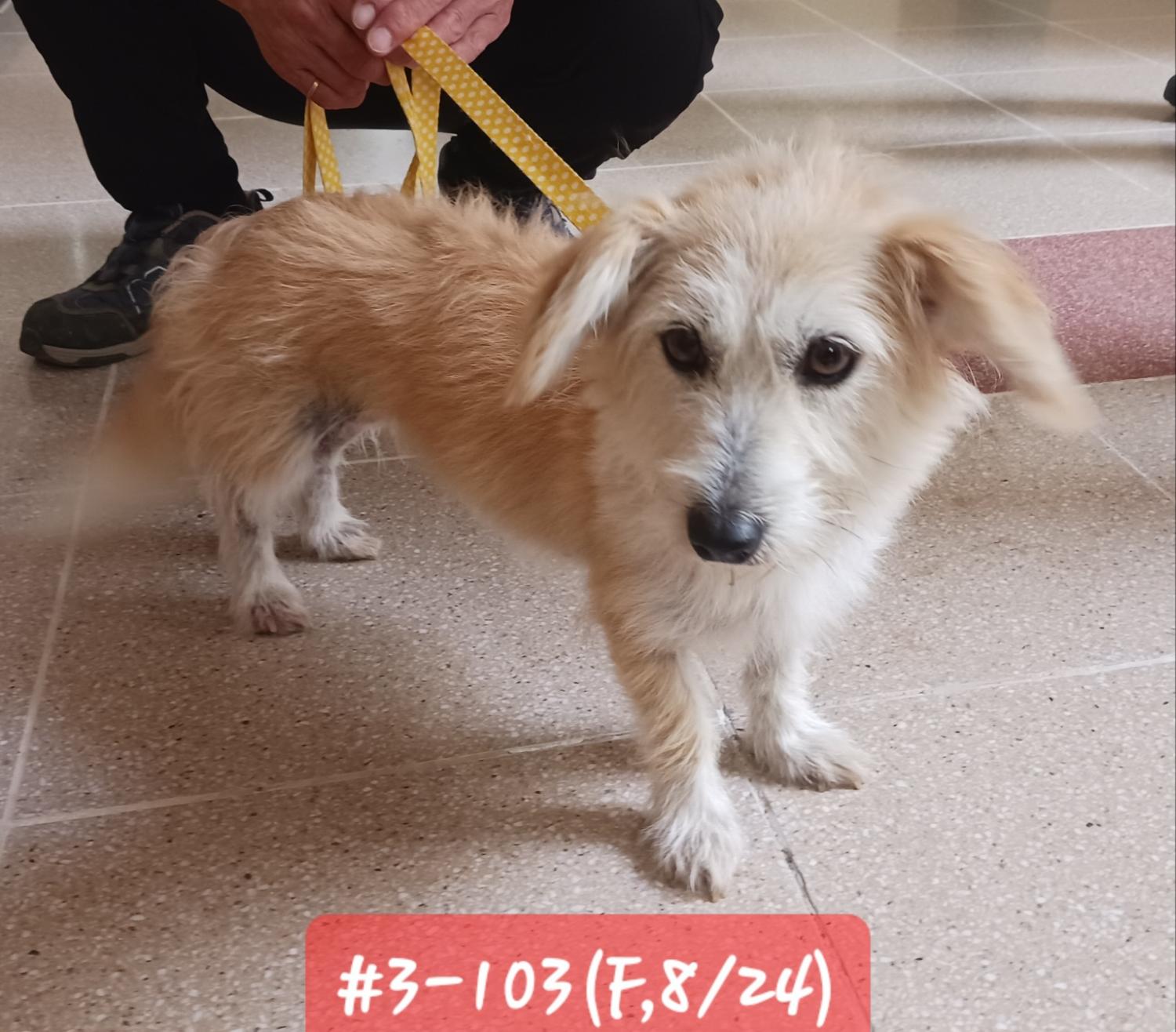 고성군유기동물보호소_448542202301781