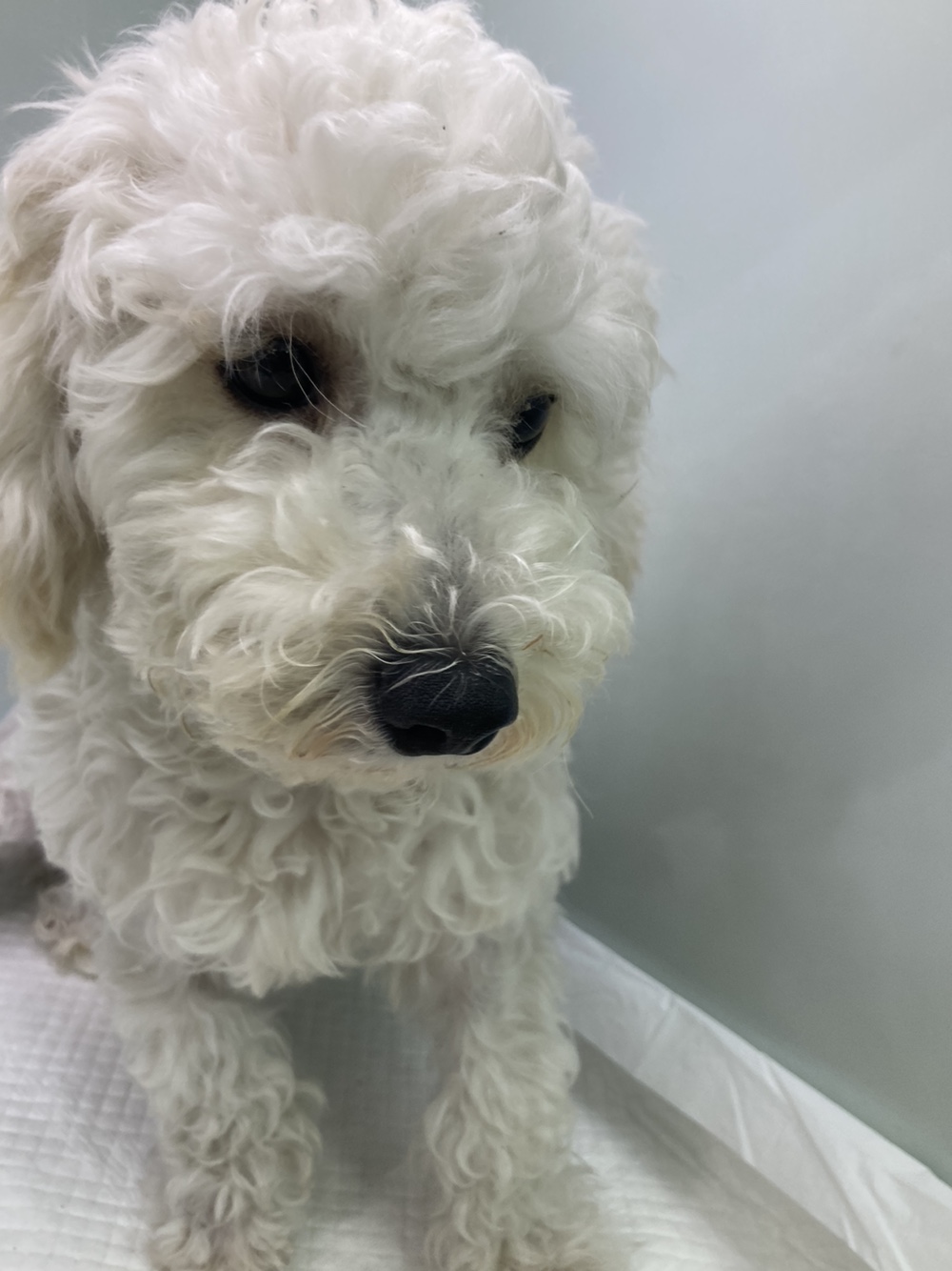24시아이동물메디컬_441386202301007