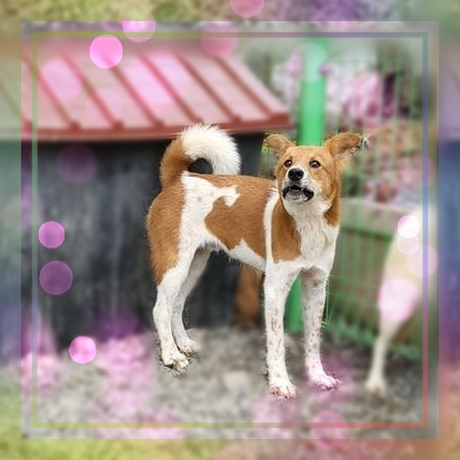 군산유기동물보호센터_445467202301705