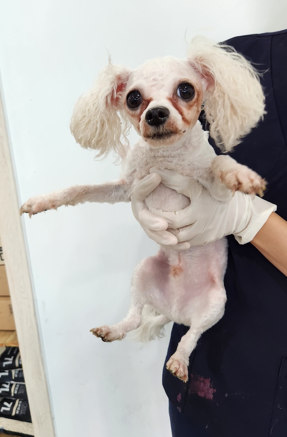 반려동물보호센터_443571202302016