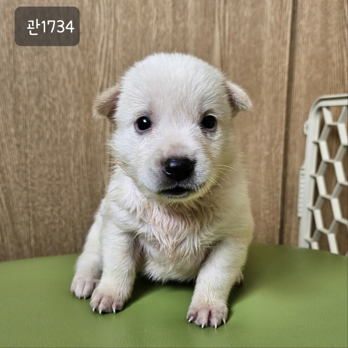 고양시동물보호센터_441394202301734