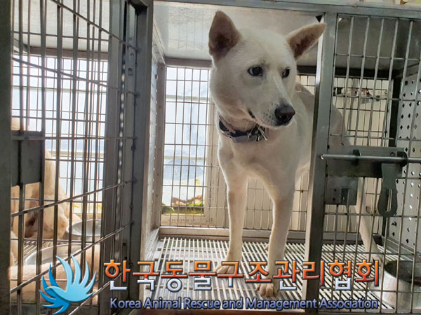 한국동물구조관리협회_441560202301008
