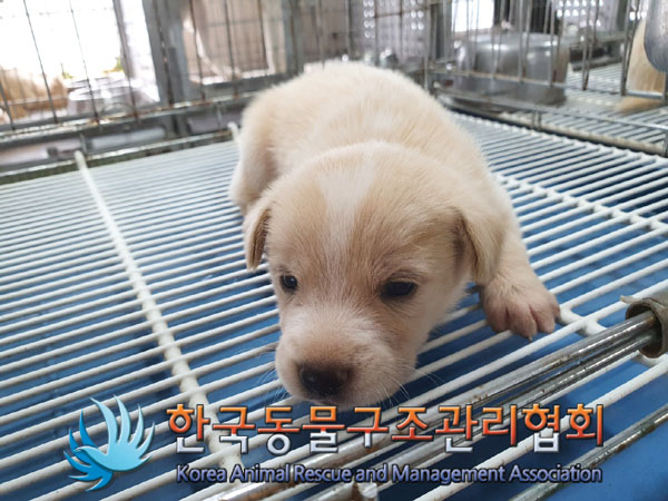 한국동물구조관리협회_441559202300877