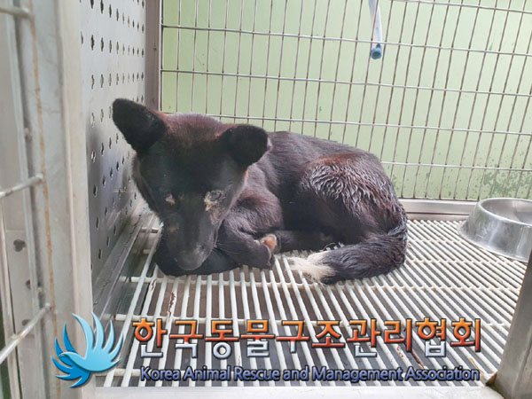 한국동물구조관리협회_441409202301328