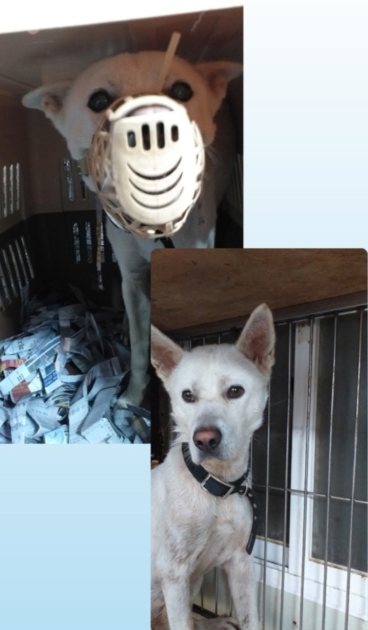 이성준동물병원_441408202301077