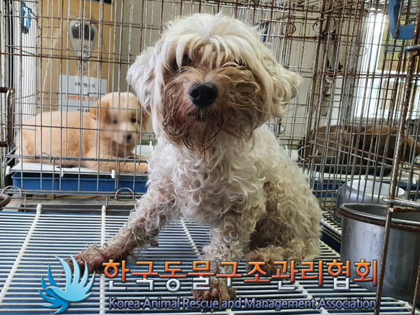 한국동물구조관리협회_441409202301326