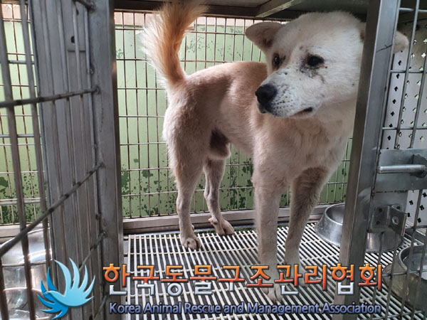 한국동물구조관리협회_441560202301009