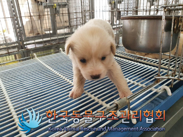 한국동물구조관리협회_441559202300876