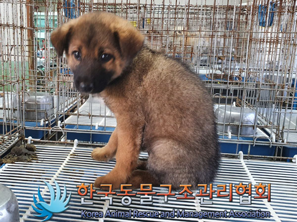 한국동물구조관리협회_441559202300872