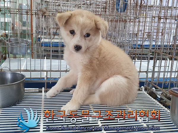 한국동물구조관리협회_441559202300871
