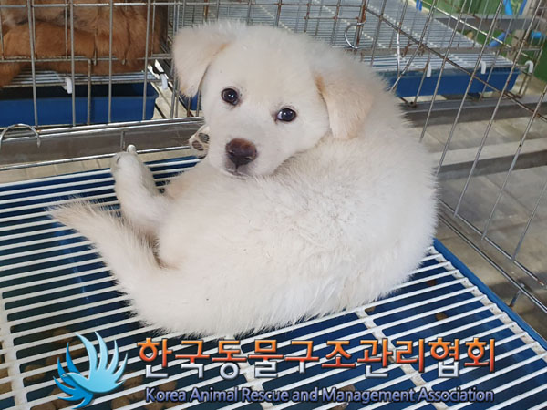 한국동물구조관리협회_441559202300874
