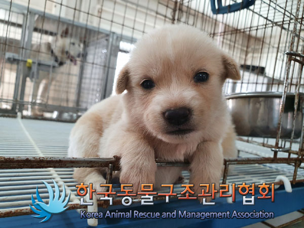 한국동물구조관리협회_441559202300879