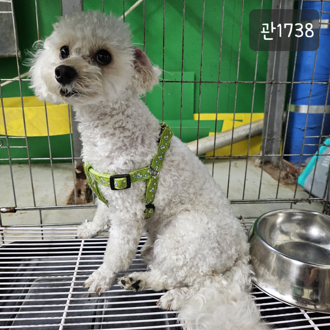 고양시동물보호센터_441394202301738