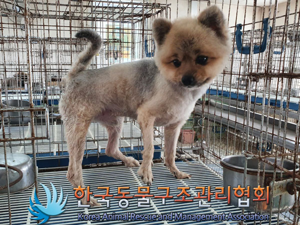 한국동물구조관리협회_411323202300765