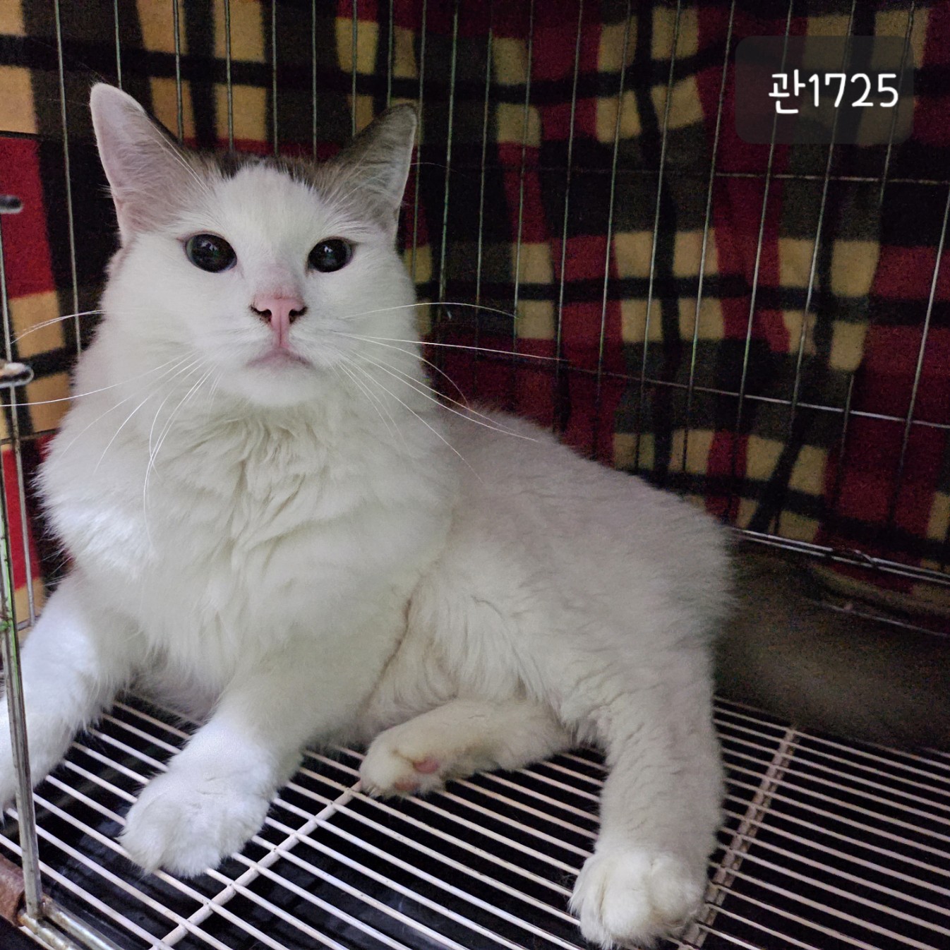 고양시동물보호센터_441394202301725