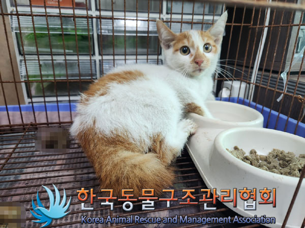 한국동물구조관리협회_441392202300182