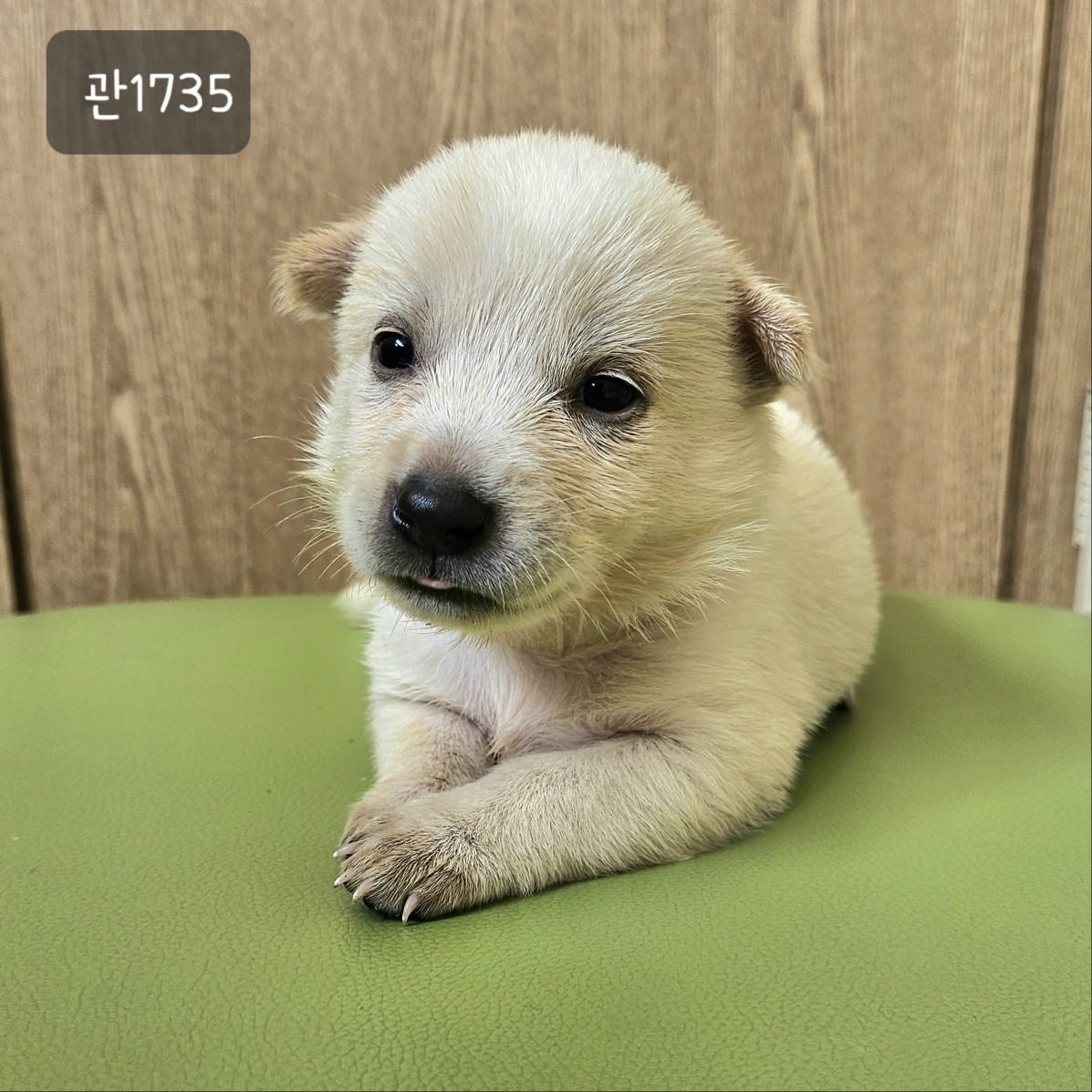 고양시동물보호센터_441394202301735