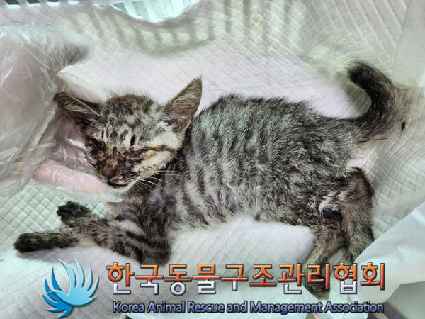 한국동물구조관리협회_441406202301179