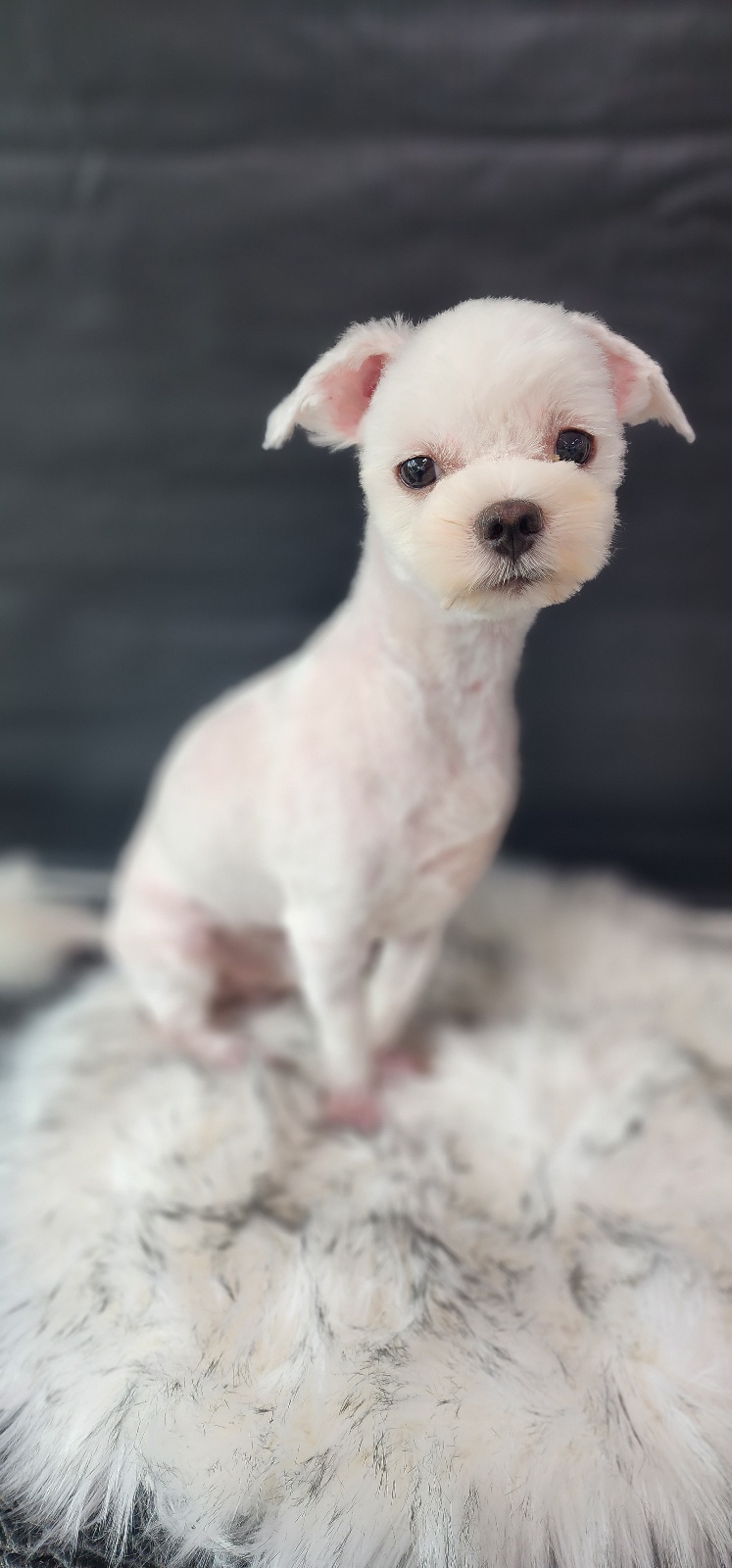 고양시동물보호센터_441394202301693