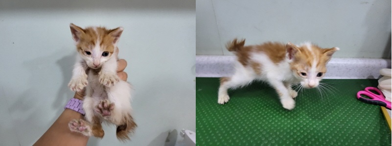 누리동물병원_426335202300319