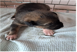 유기동물및관리협회_448535202301256