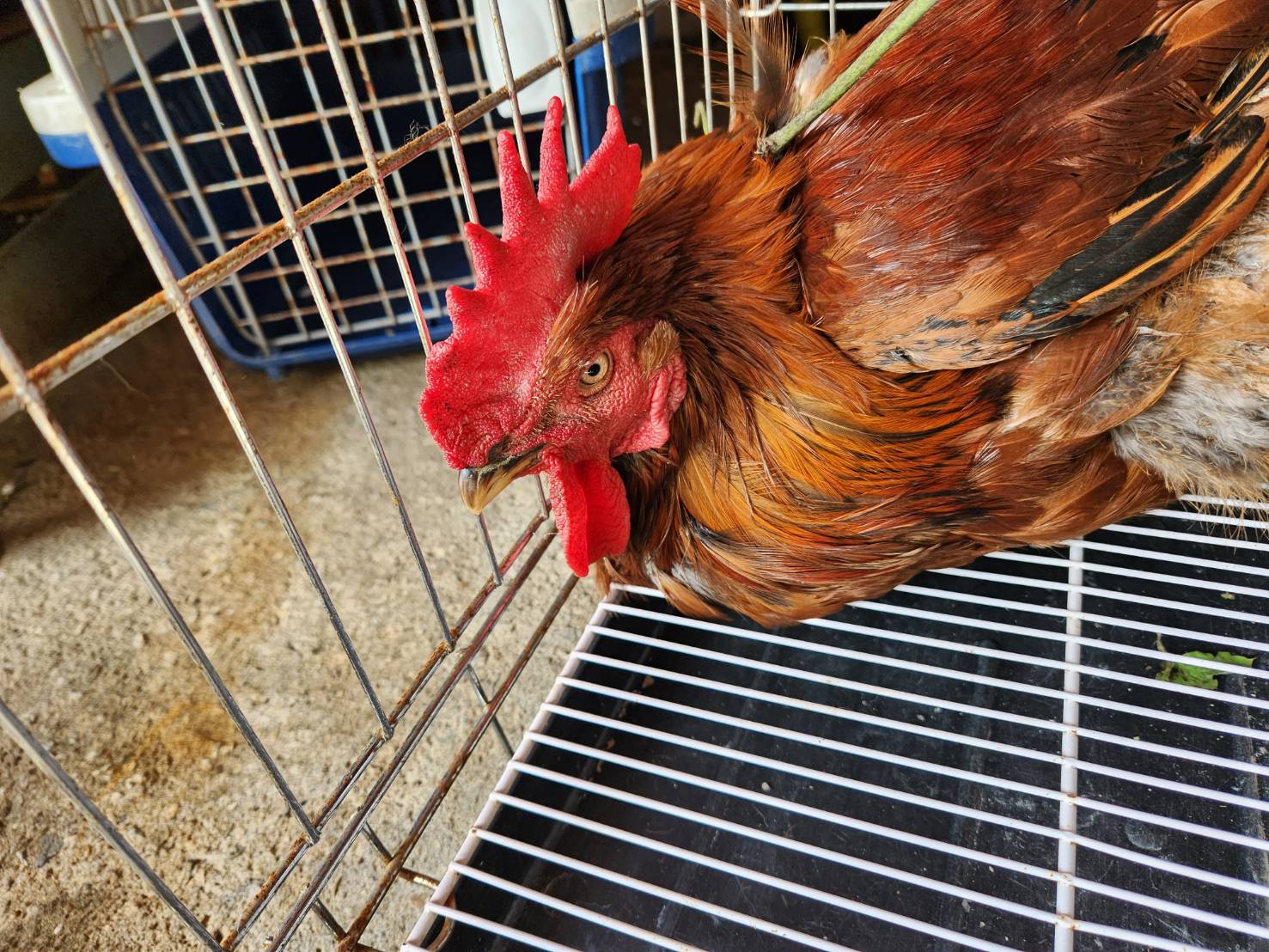 한국야생동물보호협회_441402202300389