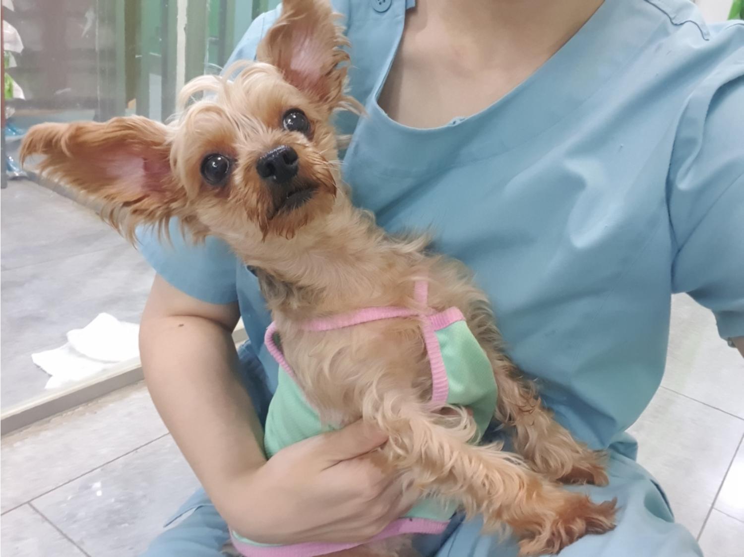 펫앤쉘터동물병원_441378202301436