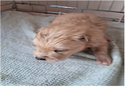 유기동물및관리협회_448535202301259