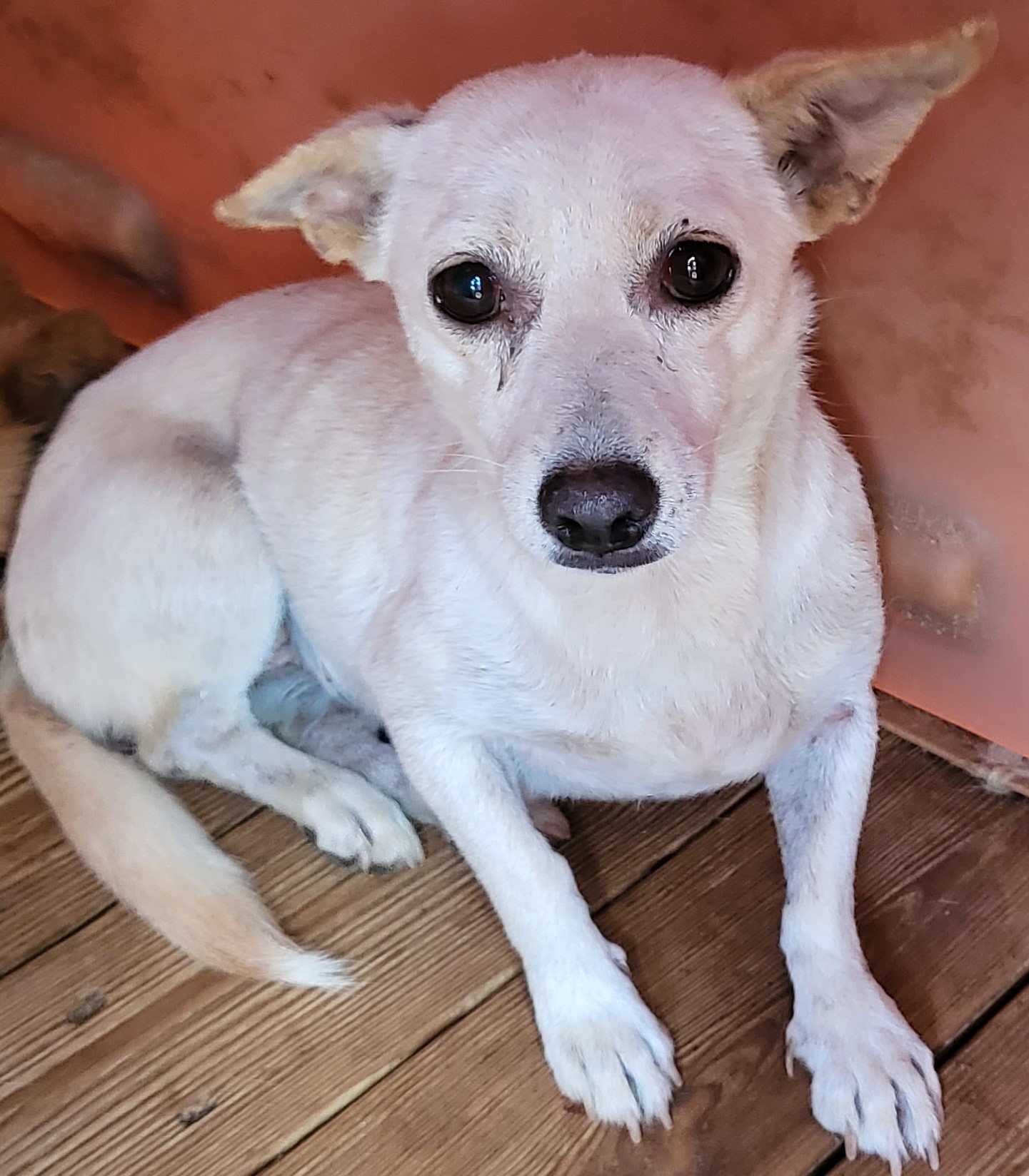 하동군유기동물보호소_448544202300319