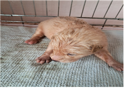 유기동물및관리협회_448535202301258