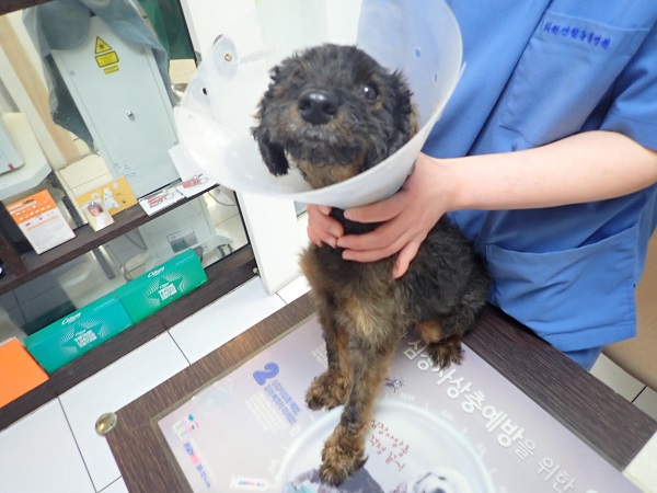 화원연합동물병원_427348202300805