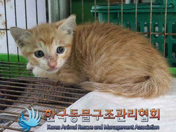 한국동물구조관리협회_411318202300331