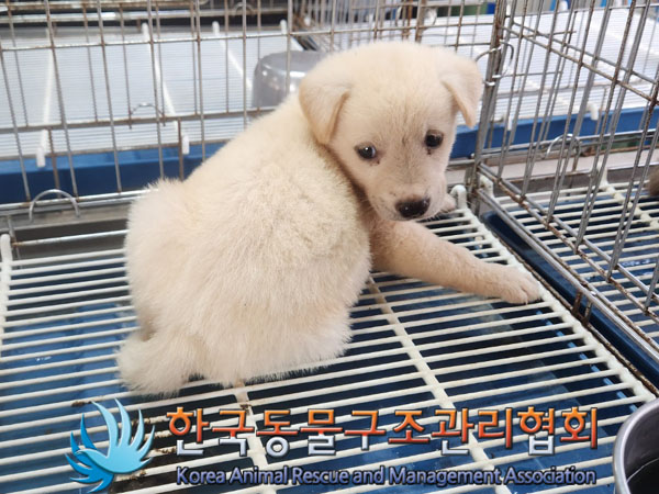 한국동물구조관리협회_441406202301181