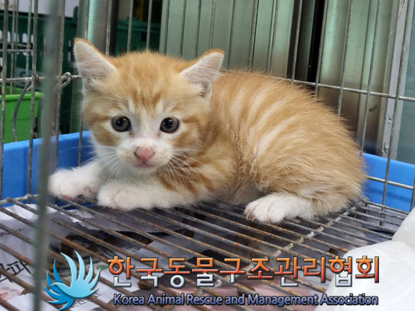 한국동물구조관리협회_411323202300767